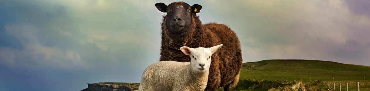 10 Irländska Klädmärken som Skapar Hållbart Mode